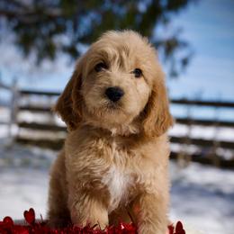 Gnocchi - Apricot female Goldendoodle puppy in Mc Arthur, California from California Golden Love