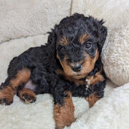 Girl 1 - Black and tan female Schnoodle puppy in Holmesville, Ohio from Pawsome Puppies