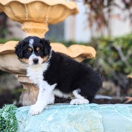 Cider BTM - Black tri Miniature Australian Shepherd puppy in Bonita Springs, Florida from Everts Mini Aussies
