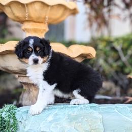 Cider BTM - Black tri Miniature Australian Shepherd puppy in Bonita Springs, Florida from Everts Mini Aussies