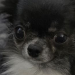 Chihuahuas from D's Darling AKC Long Hair Chihuahuas