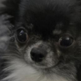 Chihuahuas from D's Darling AKC Long Hair Chihuahuas