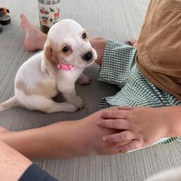 Seafoam-Ahsoka - Lemon and white female Basset Hound puppy in Haleyville, Alabama from Violet Lane Basset Hounds