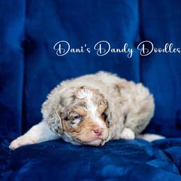 Aussiedoodle Puppies from Dani's Dandy Doodles