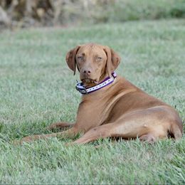 Teeter - Vizsla