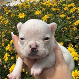 Daffodil - Fawn female French Bulldog puppy in Galt, California from The three little frenchies
