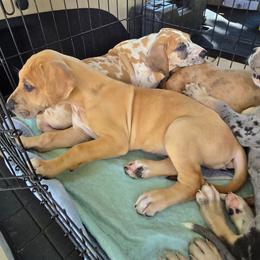 Girl 1 - Fawn female Great Dane puppy in Camby, Indiana from Heather's Noble Saints