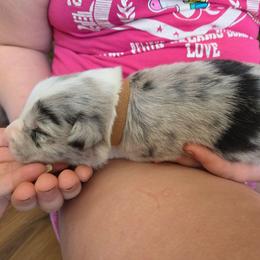Blue Male Brown - White and blue merle male Border Collie puppy in Bradley, South Carolina from DiCola Farm