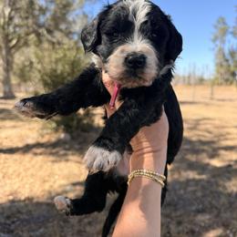 Girl 1 - Black and white female Bernedoodle puppy in Fort Meade, Florida from Baldwin Dood Ranch