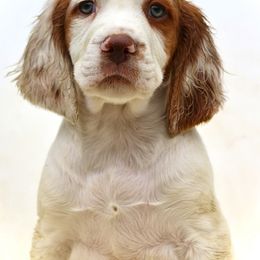Cosmo - Orange and white male Brittany puppy in Downers Grove, Illinois from Attitude Brittanys
