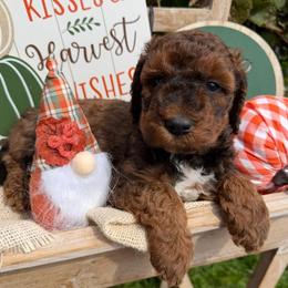 Yogi Bear (Mini size- We have to your door delivery available ) - Sable male Bordoodle puppy in Canfield, Ohio from Poo's Doo's & Inu's