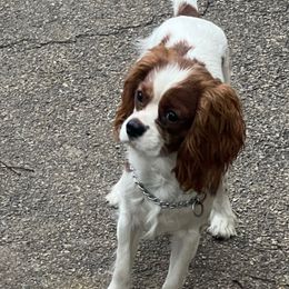 Meatball - Blenheim male Cavalier King Charles Spaniel puppy in Maple Grove, Minnesota from Honey Bit Kennels