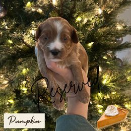 Pumpkin - Red  female Goldendoodle puppy in Aubrey, Texas from The Parrish Doods