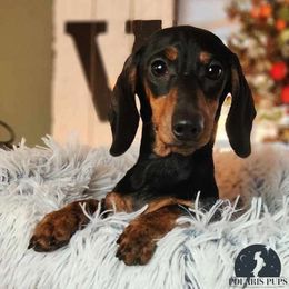 Aster - Black and tan Dachshund puppy in East Greenbush, New York from Polaris Pups