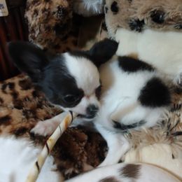 Theodore - Black and white Chihuahua puppy in Chapin, South Carolina from Annabelle's Wish Chihuahua's