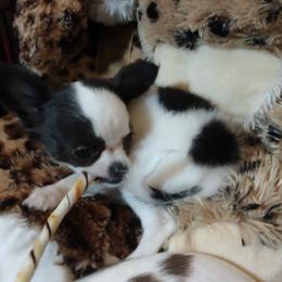 Theodore - Black and white Chihuahua puppy in Chapin, South Carolina from Annabelle's Wish Chihuahua's