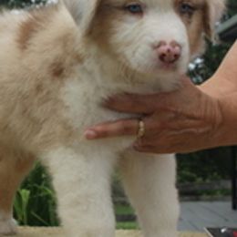 Australian Shepherds from Khaos Australian Shepherds