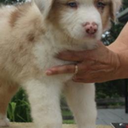 Australian Shepherds from Khaos Australian Shepherds