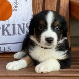 Miniature American Shepherds and Miniature Australian Shepherds from IGY6 Aussies
