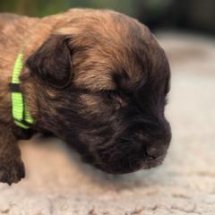 Oak - Fawn male Bouvier des Flandres puppy in Drury, Missouri from Black Bears Critters