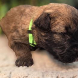 Oak - Fawn male Bouvier des Flandres puppy in Drury, Missouri from Black Bears Critters
