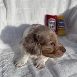 Dachshund Puppies from WienerDoxieQuad
