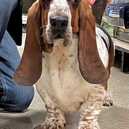Basset Hound and Pembroke Welsh Corgi All Grown Up from 4 Sail Quarter Horses and Corgis
