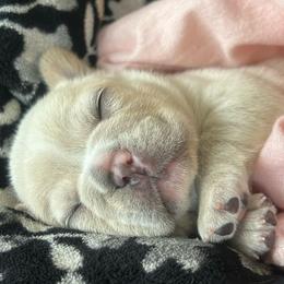 Pearl - Cream female French Bulldog puppy in Clermont, Florida from Nala’s Nest