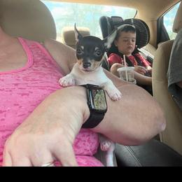 Pup B - White black and tan male Toy Fox Terrier puppy in Clermont, Florida from Debbie Hiles's Toy Fox Terriers