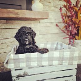 Bernedoodle Puppies from Whispering Aspen Homestead