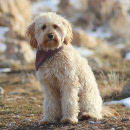 Goldie - Goldendoodle