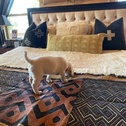 Labrador Retriever Puppies from Lucky Ranch Labradors