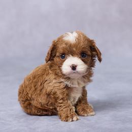 Stella - Red female Cavapoo puppy in Apple Creek, Ohio from Grandeur Valley Puppies