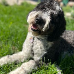 Sheepadoodles from Front Range Sheepadoodles