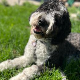 Sheepadoodles from Front Range Sheepadoodles