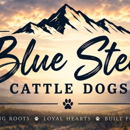 Australian Cattle Dogs from Blue Steel Cattle dogs