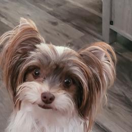 Alita - Yorkshire Terrier