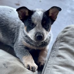 Australian Cattle Dog Puppies from Tin Roof Australian Cattle Dogs