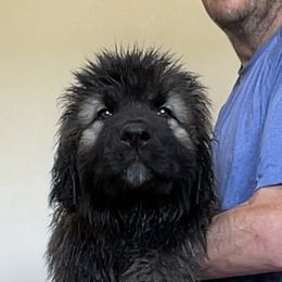 Chip - Black and gray Caucasian Shepherd Dog puppy in Evans, Washington from Guardian Kennels