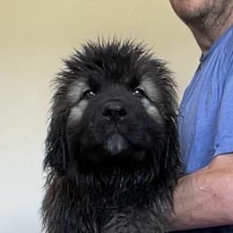 Chip - Black and gray Caucasian Shepherd Dog puppy in Evans, Washington from Guardian Kennels