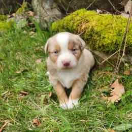 Milly - Red merle female Miniature Australian Shepherd puppy in Sandown, New Hampshire from Ashby Lou Aussies