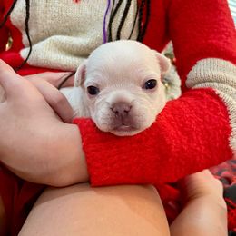 Boy 1 - French Bulldog puppy in Jacksonville, Florida from Home Grown Frenchies