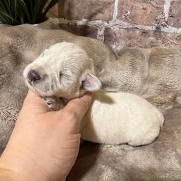 Marley - Wheaten female Miniature Schnauzer puppy in Lufkin, Texas from C&K’s Schnauzer House