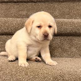 Pink - Yellow female Labrador Retriever puppy in Tekonsha, Michigan from Asher Acres Labs