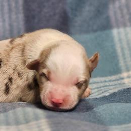 Brayden - Red merle male Miniature Australian Shepherd puppy in Bethany, Connecticut from Tini Thyme Mini Aussies