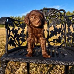 Girl 3 - Red female Aussiedoodle puppy in Crawford, Mississippi from Magnolia State Poodles and Doodles