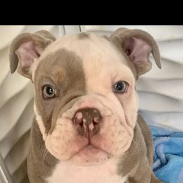 Bulldog Puppies from Ropes n' Wrinkles English Bulldogs