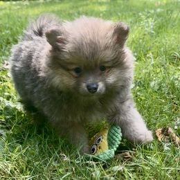 AKC Blue Sable Boy 7wks - Blue sable male Pomeranian puppy in Madison, Ohio from PawSitive Therapy Pomeranians