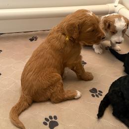 Yellow Girl (Luna) - Yellow and white female Bernedoodle puppy in Moulton, Alabama from Triple W Doodles