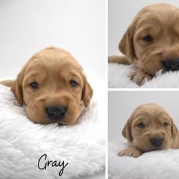 Golden Retriever Puppies from Stormy Hill Golden Retrievers